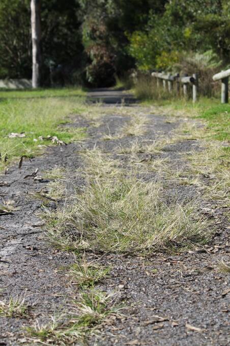 Weeds grow through cracks in the footpaths at Allambee Gardens Reserve.