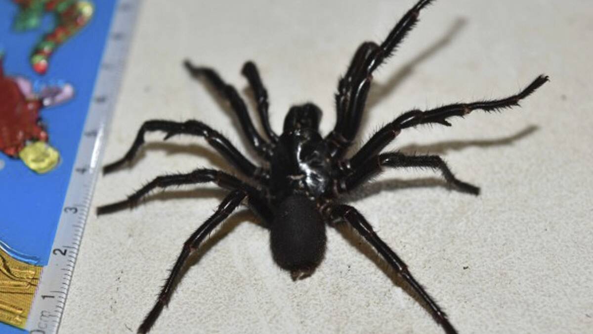 Antivenom record set as heavy rain flushes out funnel web spiders