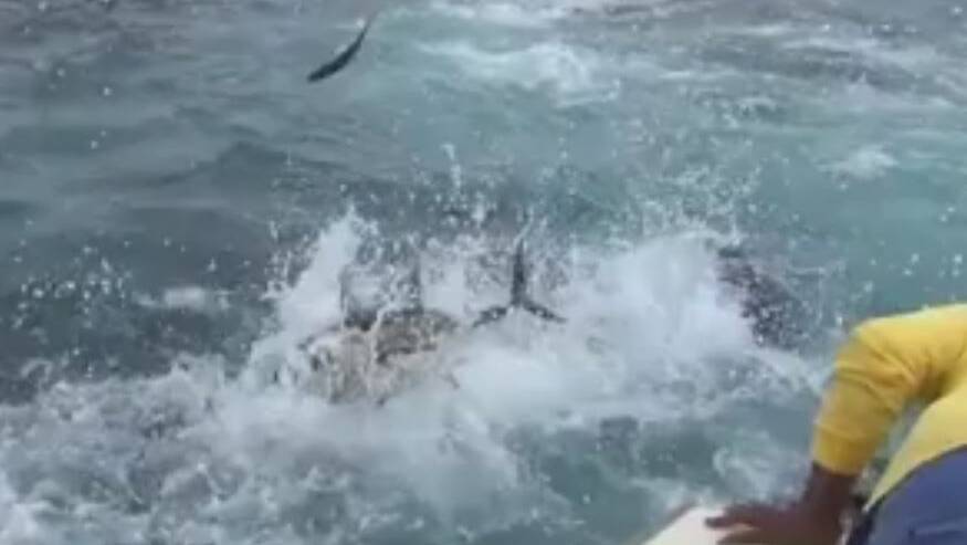 Tuna fish attack