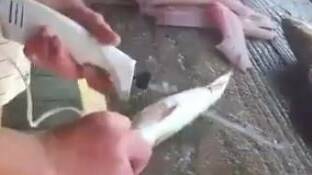 This is how you fillet fish