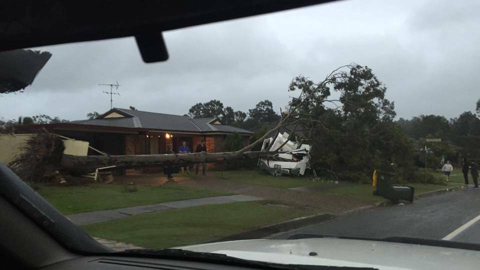 A tree falls at Metford. Picture: Jimmy W Heard