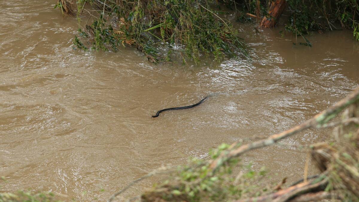 Be alert to snakes, says Hunter New England Health. This black snake was seen in the waters of Myall Creek on Wednesday. Picture: Max Mason-Hubers