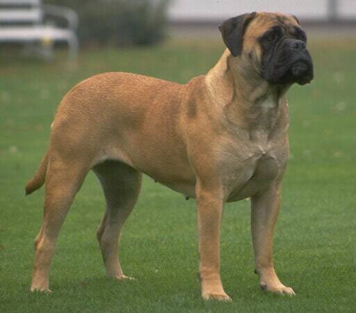 BRUTAL: The offending dogs were described as white/cream bull mastiff types with black faces, similar to the dog shown in this file picture.
