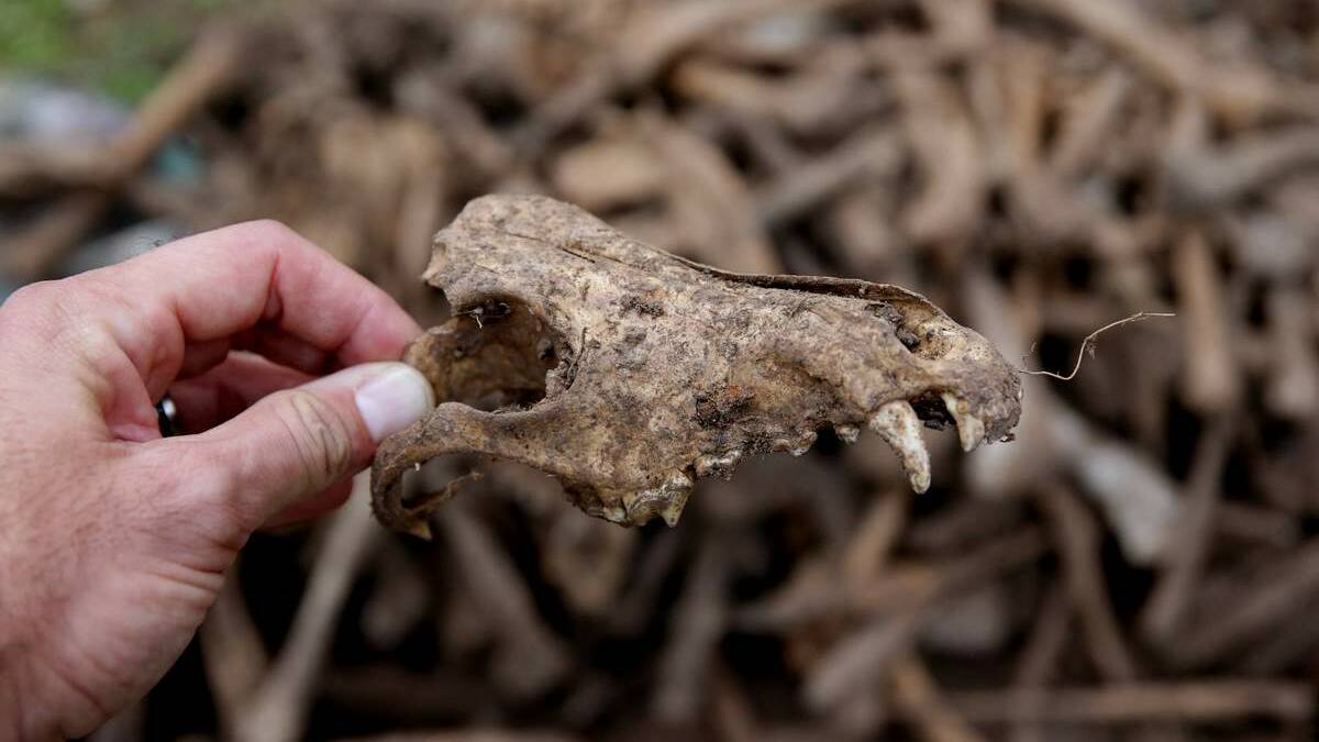 Picture shows greyhound bones found on a Keinbah property in the Hunter Valley.
Picture: Jonathan Carroll