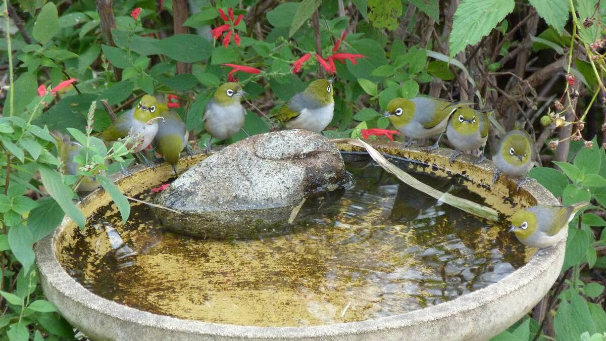 Silvereyes at a bird bath. Pic by Alison Mellor
