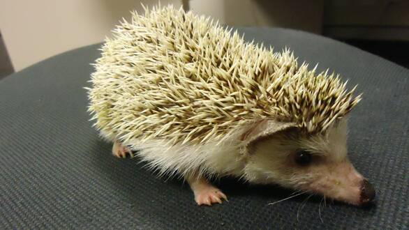 African pygmy hedgehog earns Raymond Terrace man $770 fine