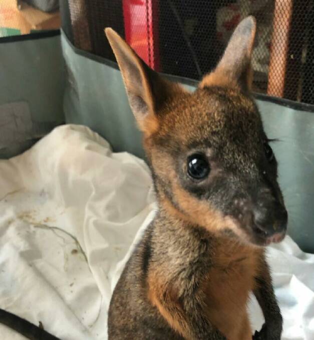 Recovering: The joey that was found inside a cage, in a hole with burning logs on top of it on Friday. Picture: Hunter Wildlife Rescue