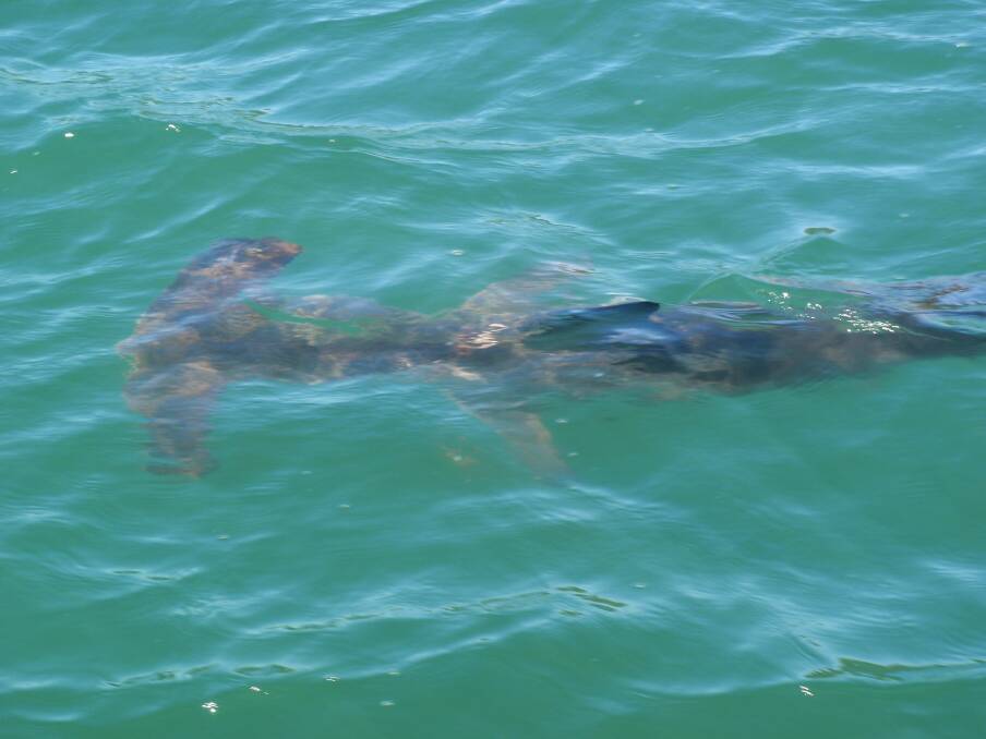 A hammerhead shark in Lake Macquarie. File picture