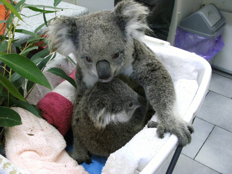 Letters: Actions should reflect desire to save koalas