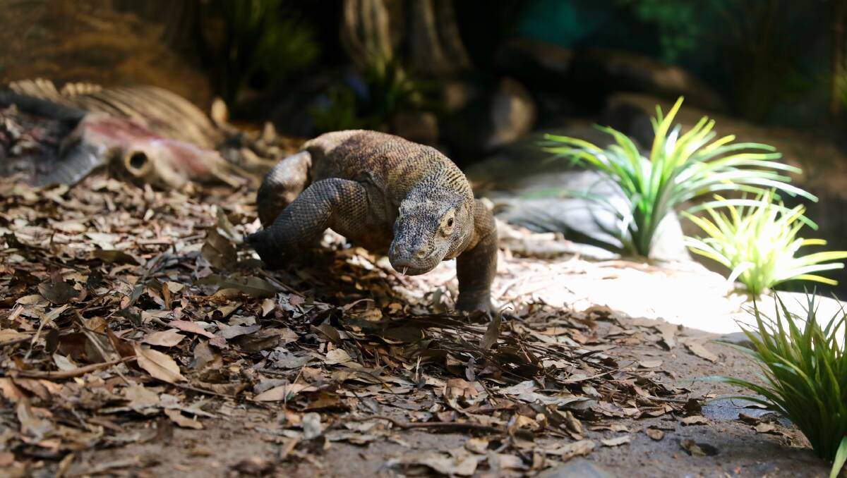 New home unveiled for Daenerys and Kraken the Komodo Dragons