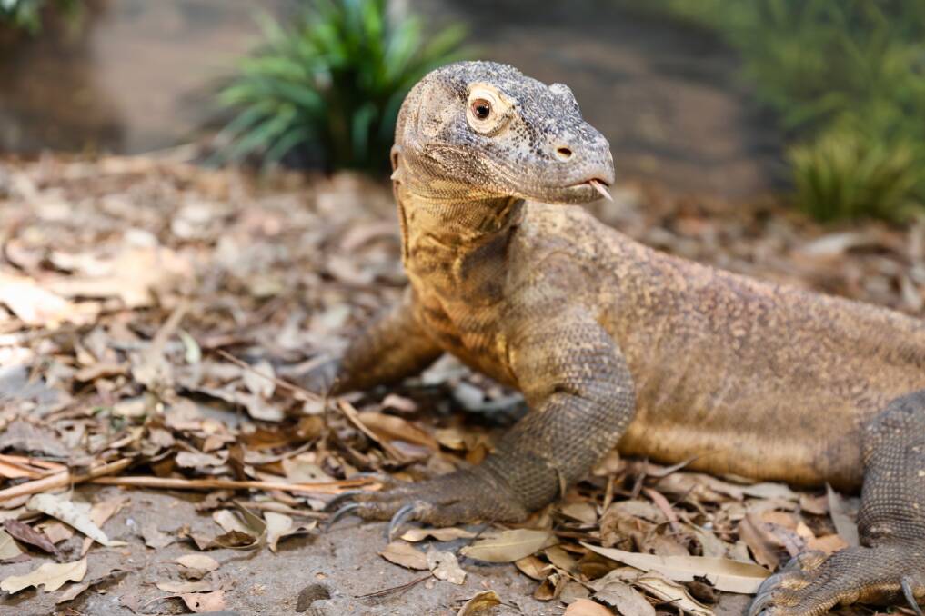Large lizard: One of the Australian Reptile Park's Komodo Dragons on Thursday.