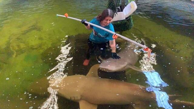 At work: Irukandji Shark and Ray Encounters fish keeper Kat Mortimer with some of the Port Stephens centre's wildlife. Picture: Supplied