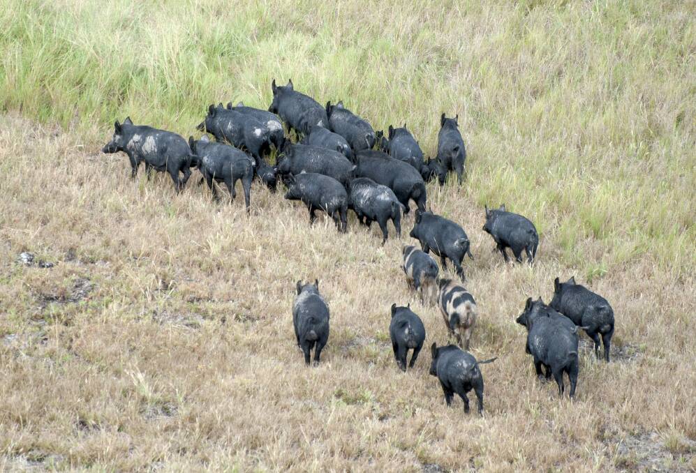 Feral pigs pose disease risks to humans and other animals. Picture: Local Land Services