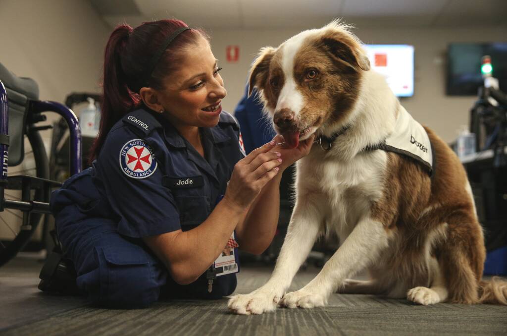 Dozer the dog has been brought in to lift the mood as abusive calls are rife in the NSW Ambulance control centre at Charlestown. Pictures: Marina Neil