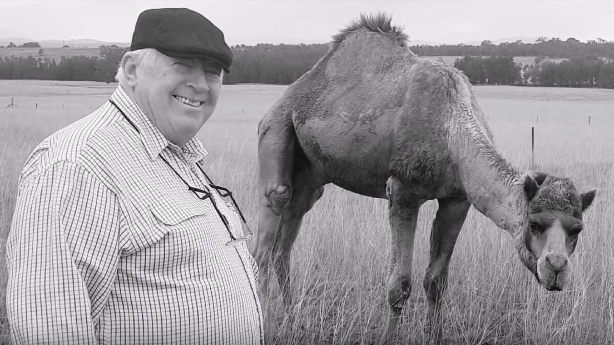 'Arabian race horse': John Mooney with the camel that attracted some unwanted attention on a road trip from Tamworth to Singleton.