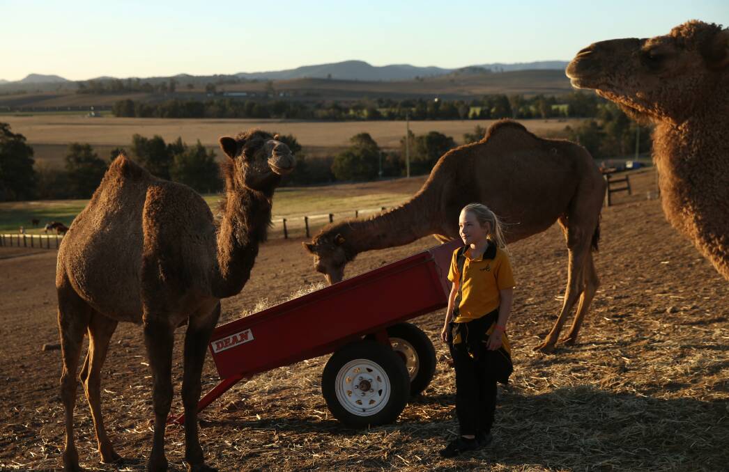 Dry conditions: Michelle Phillips' daughter Gabriella, 10, with camels at the property between Muswellbrook and Denman. Picture: Marina Neil 