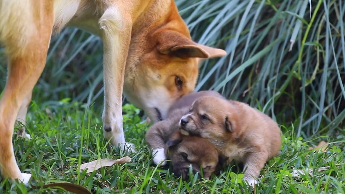 Bonding time: Adina and her dingo pups get to know each other at the Australian Reptile Park.