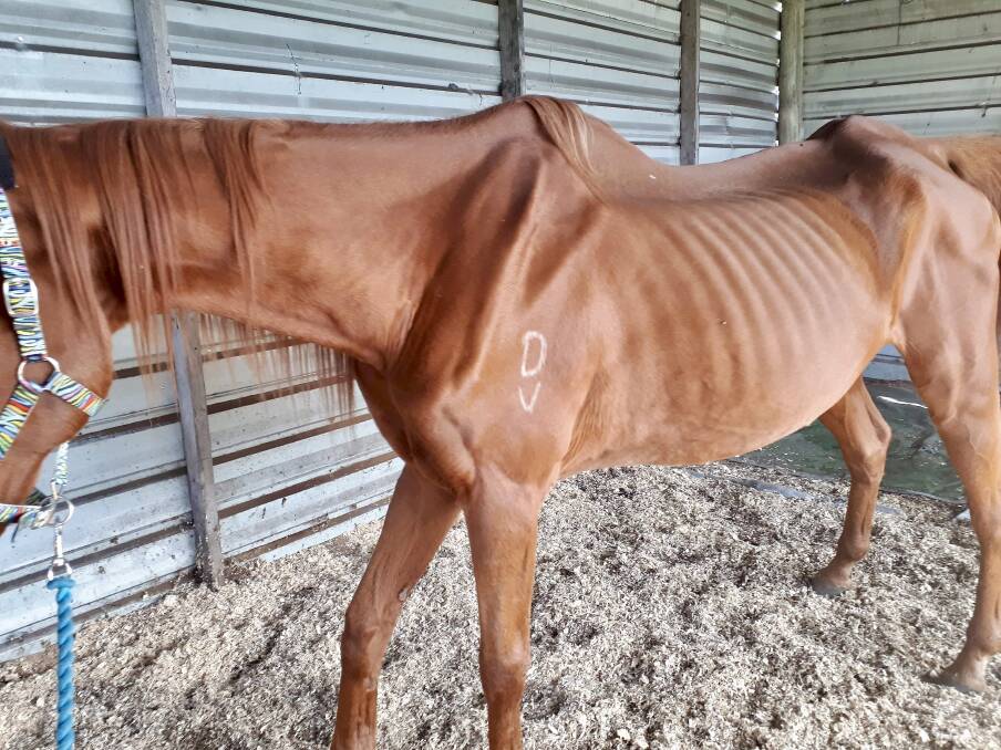 Malnourished: Jet has been surrendered to Hunter Horse Haven. A picture of the horse at the shelter recently.