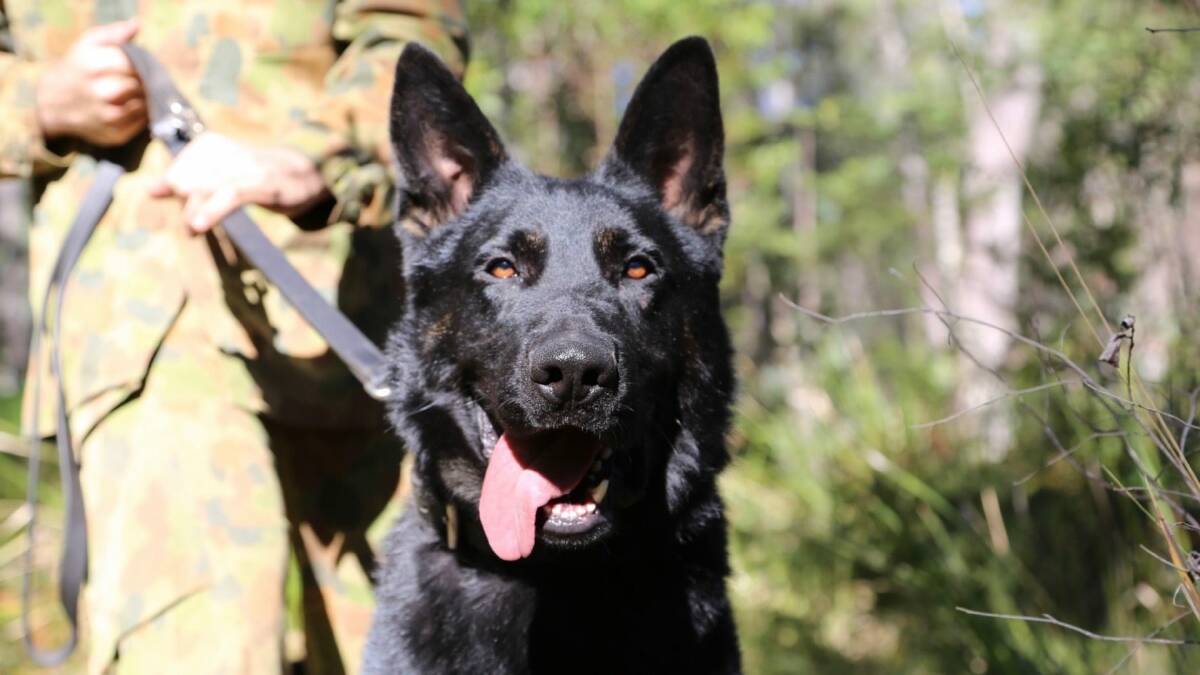 Retired: Hunter police dog Kane. Picture: NSW Police