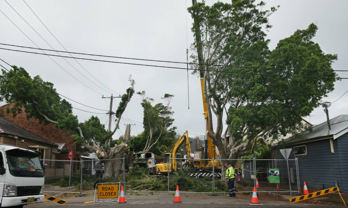 Work began on January 31 to cut down fig trees lining Council Street, Cooks Hill. Pictures: Simone De Peak