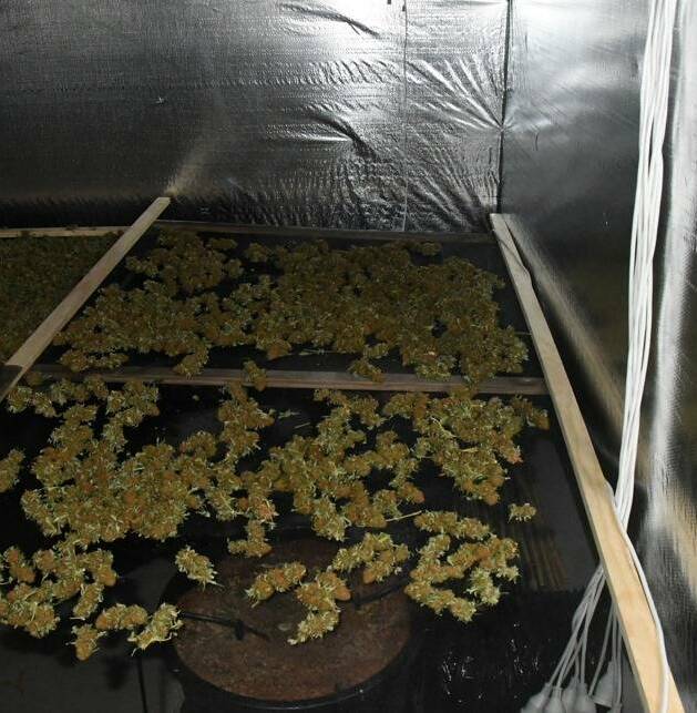 RAIDS: Police found 569 plants inside two houses that had been modified for the cultivation of cannabis. 