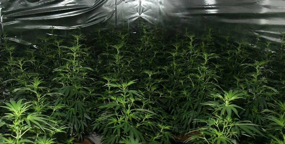SEIZURE: Police seized hundreds of cannabis plants during raids two years apart at houses at Aberglasslyn and Hunterview. Both grow houses were linked to one man. 