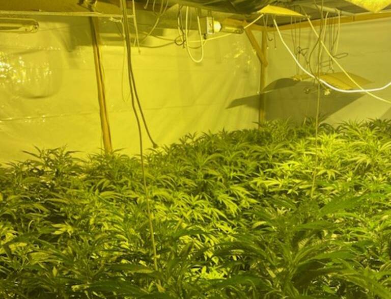 The cannabis set-up found by police at the home in Scone in November, 2020. Picture by NSW Police 