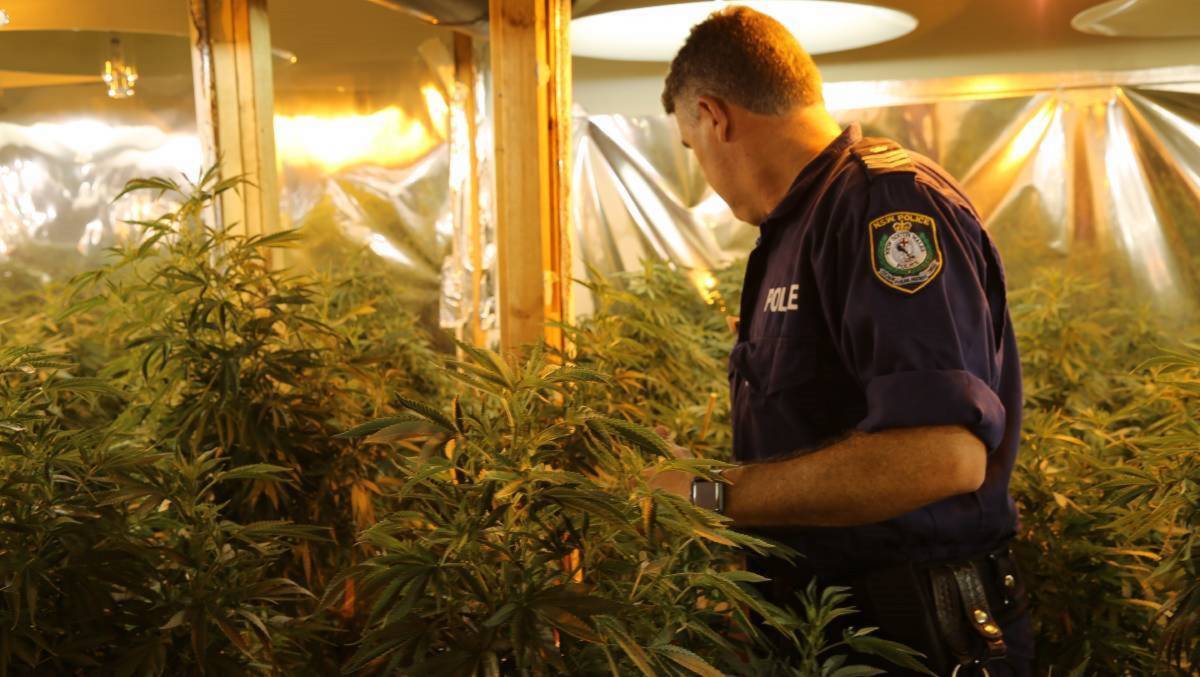 RAIDED: Police uncovered a sophisticated cannabis ring operating across several Maitland homes in February, 2018. Four Vietnamese nationals were jailed for crop sitting the cannabis plants. Picture: NSW Police
