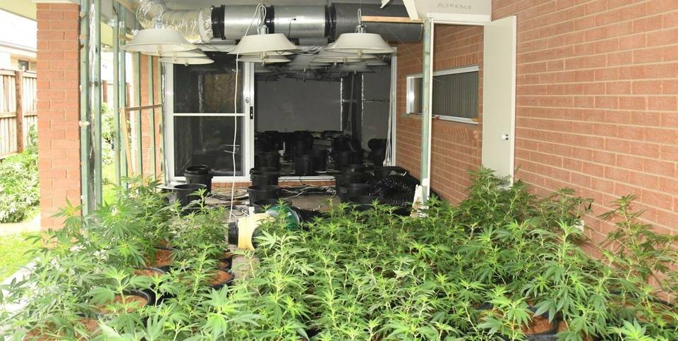 SEIZURE: Police seized hundreds of cannabis plants during raids two years apart at houses at Aberglasslyn and Hunterview. Both grow houses were linked to one man. 