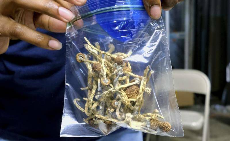 A file photograph of a bag of 'magic mushrooms', which contain psilocybin.