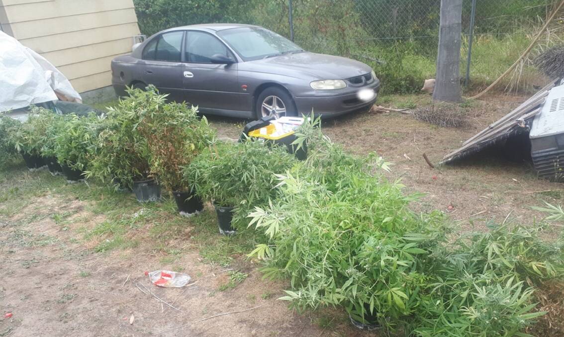 DRUGS: Cannabis plants seized from a home at Gorokan Road at Wyee on Wednesday as part of Strike Force Raptor raids targeting Comancheros. 
