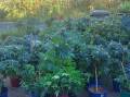 BUSINESS GROWTH: Some of the cannabis plants seized during raids at Beresfield, Belmont and Vacy in September last year. Picture: NSW Police 