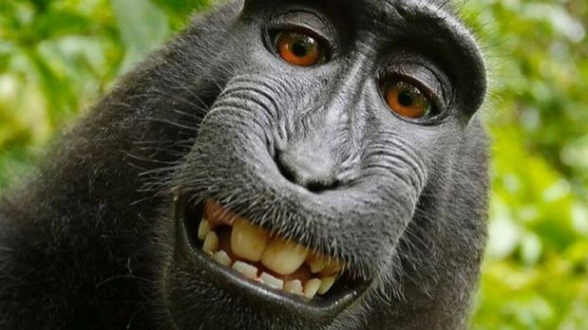 SAY CHEESE: The monkey selfie. Copyright Naruto, er, David Slater.  