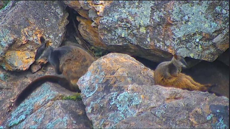 NOT ON SPEAKING TERMS: A mother and juvenile brush-tailed rock wallaby work through the weening process.