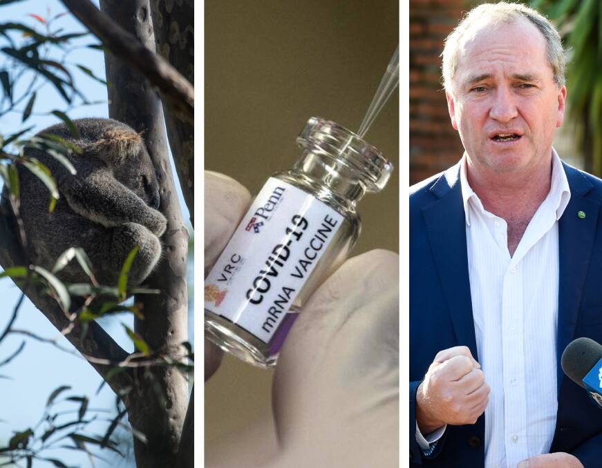 LETTERS: Protecting koalas, living with the virus and why Barnaby's just plain wrong