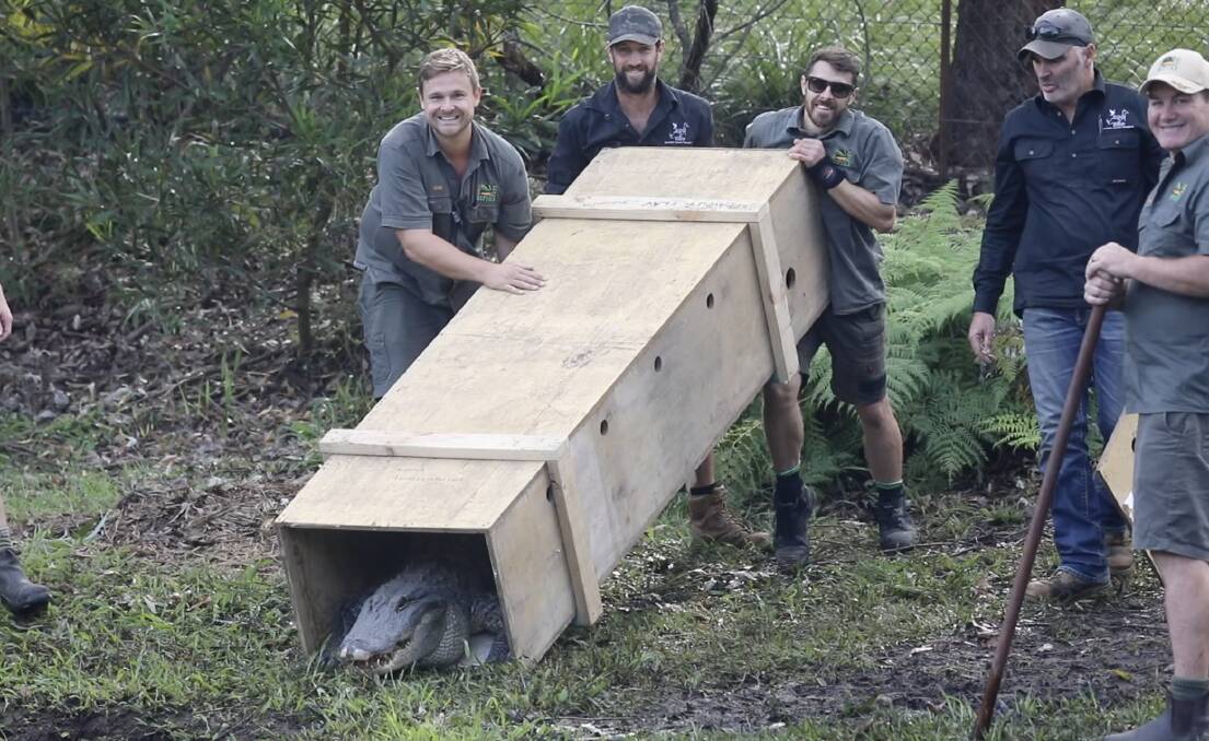 SMILE: Ten new alligators arrived at the Australian Reptile Park yesterday morning. Picture: The Australian Reptile Park