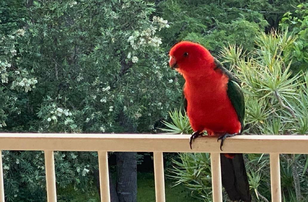 He might look hungry - but he's just lazy. A Wildlife Rescue bird coordinator says people who feed birds are not helping them.
