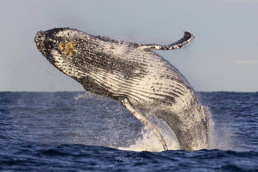 IMPRESSIVE: A humpback whale performing a breach. Picture: Stephen Keating