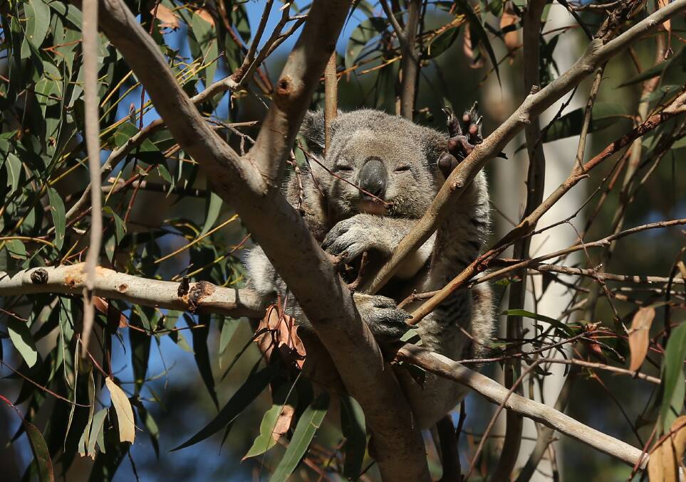 Why a 'good outcome' for koalas is no Ley down misere