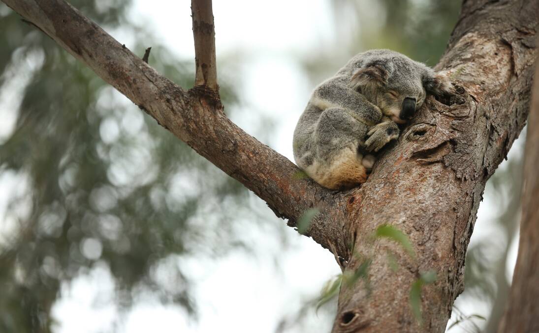 KOALA CARE: Western Sydney University's Dr Edward Narayan has highlighted "the growing pressure care and rescue groups and their resources are under". Picture: Marina Neil