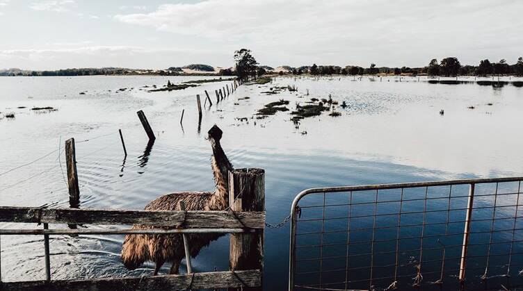 HELLO THERE: "Eric", or "Kevin", the emu wonders whether photographer Lauren Davidson is going to produce any snacks after taking this on Nelson Bay Road.