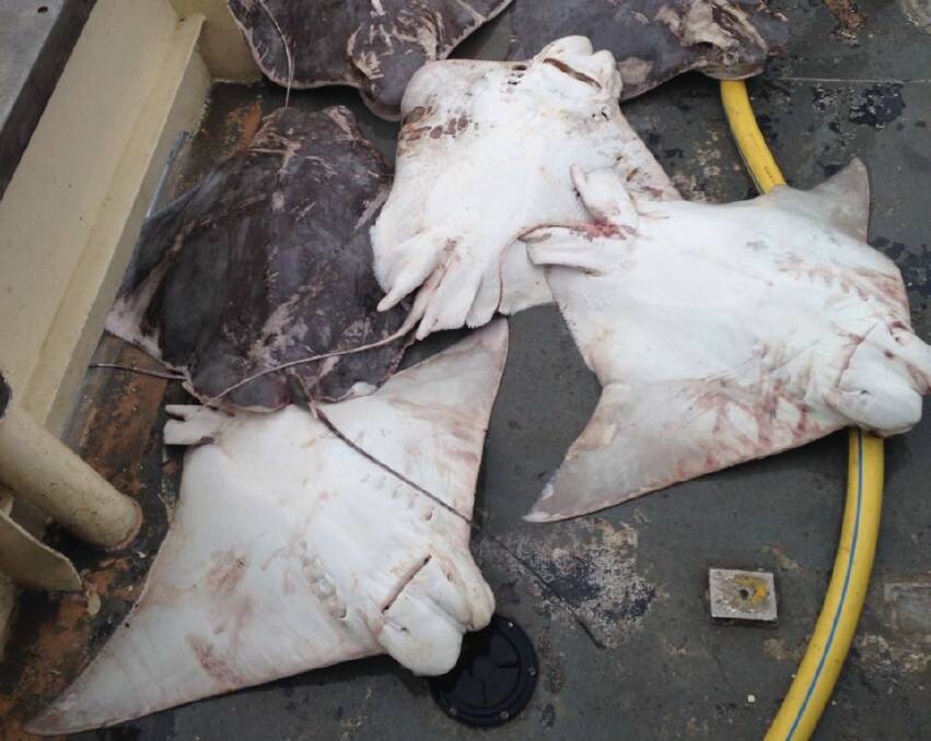 Stingrays caught in a shark net of a NSW beach. Picture by Janet Clough, Animal Justice Party
