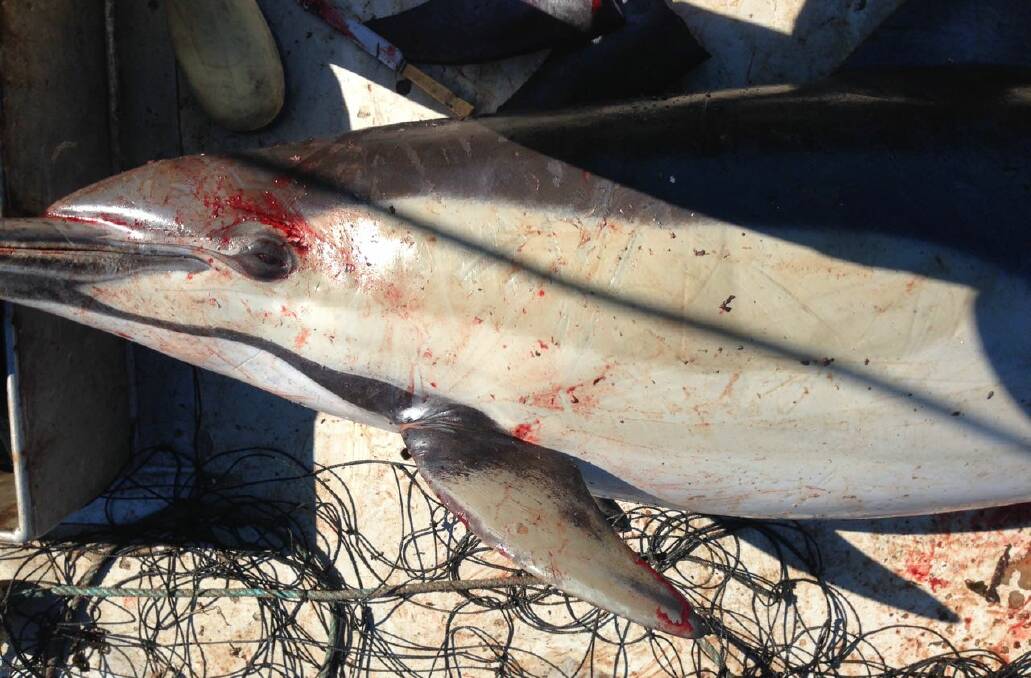 A dolphin caught in a shark net of a NSW beach. Picture by Janet Clough, Animal Justice Party