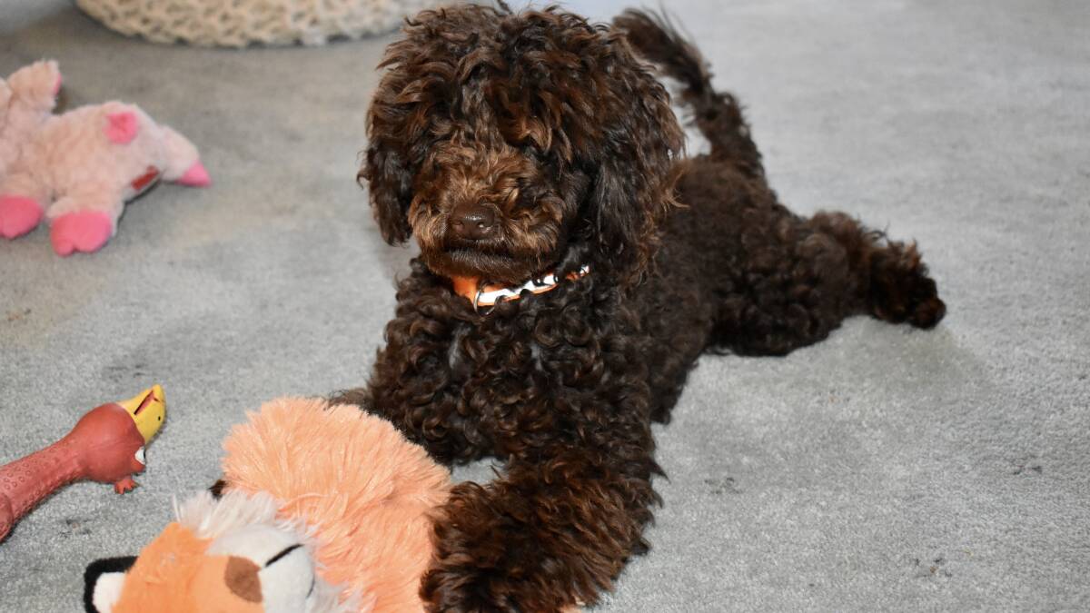 Puppy scammer netted more than $10,000, but delivered no dogs
