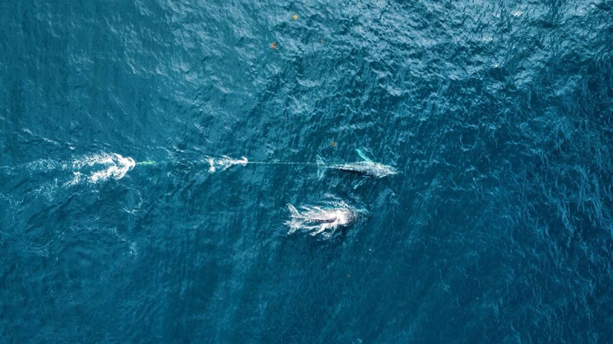 Crews are working to untangle a humpback whale off the Central Coast. Picture by Ashley Hunter/ORRCA
