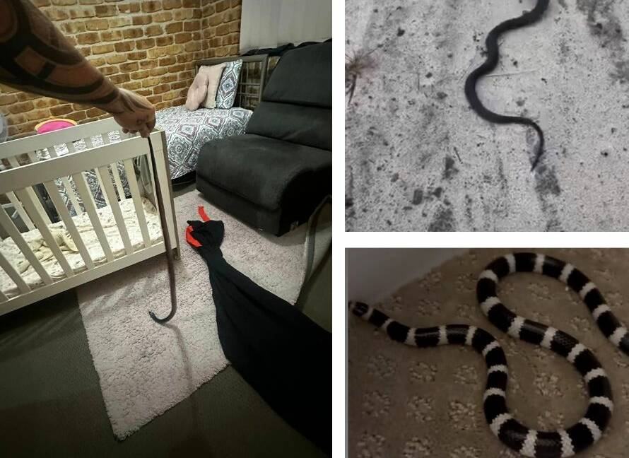 Snake captures in Port Stephens, pictures supplied
