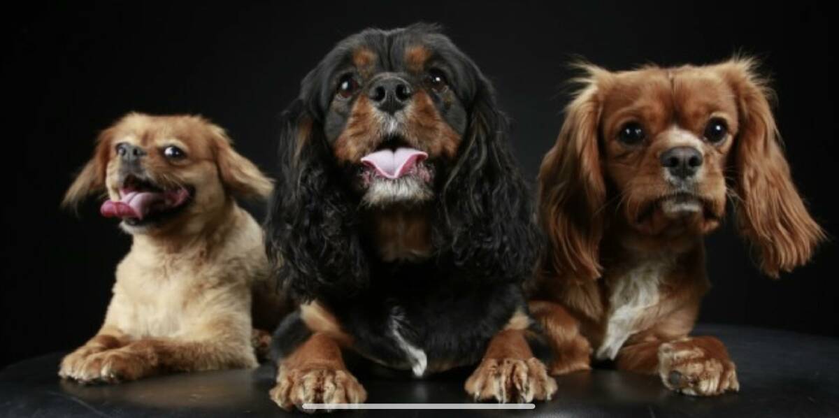 Gabby Holland's fur babies Sophie, Mulder and Mikey. Picture supplied