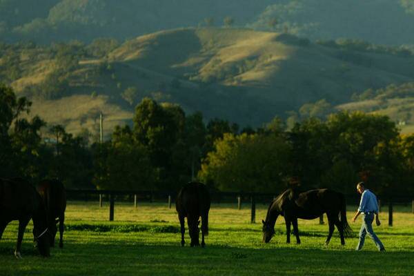 CONFLICT: Upper Hunter thoroughbred breeders are concerned.