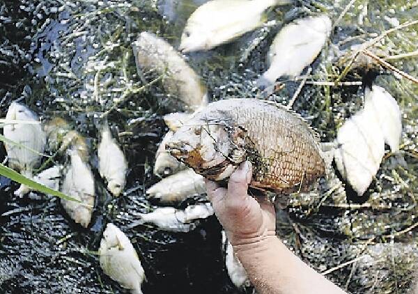 CONCERNS: Some of the dead fish found along the shores of the Myall Lakes near Mungo Brush.
