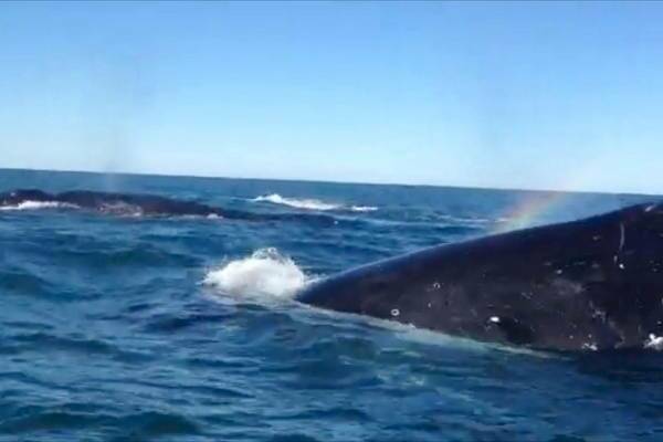 SKETCHY: Fast-moving humpback whales surfacing near the three men in their tinnie. 